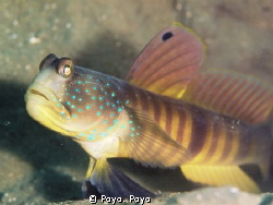 Blue Tailed Shrimp Goby by Poyo. Poyo 